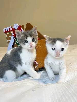 0-1 month Male Purebred Ragamuffin