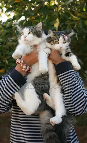 1-3 months Female Purebred British Shorthair