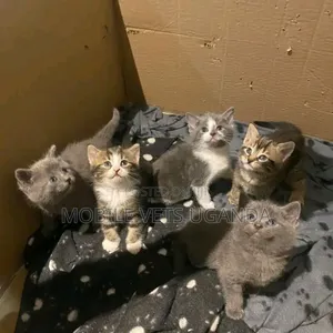 3-6 months Female Purebred American Bobtail