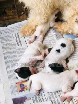 0-1 month Male Purebred Maltese