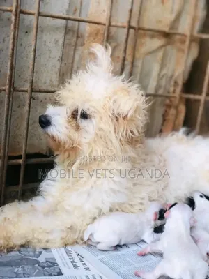 1-3 months Female Purebred Maltese
