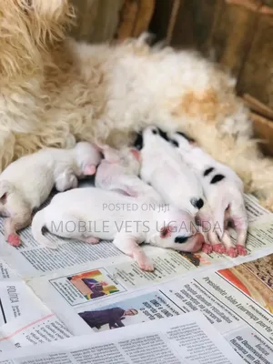 0-1 month Male Purebred Maltese