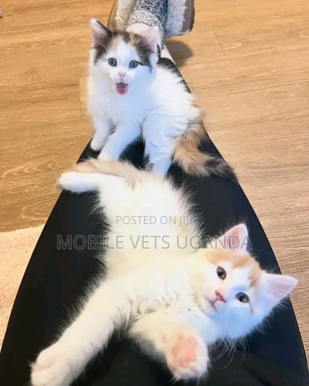 3-6 months Male Purebred Nebelung
