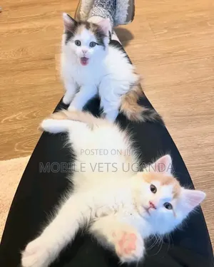 3-6 months Male Purebred Nebelung