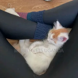 1-3 months Male Purebred American Wirehair