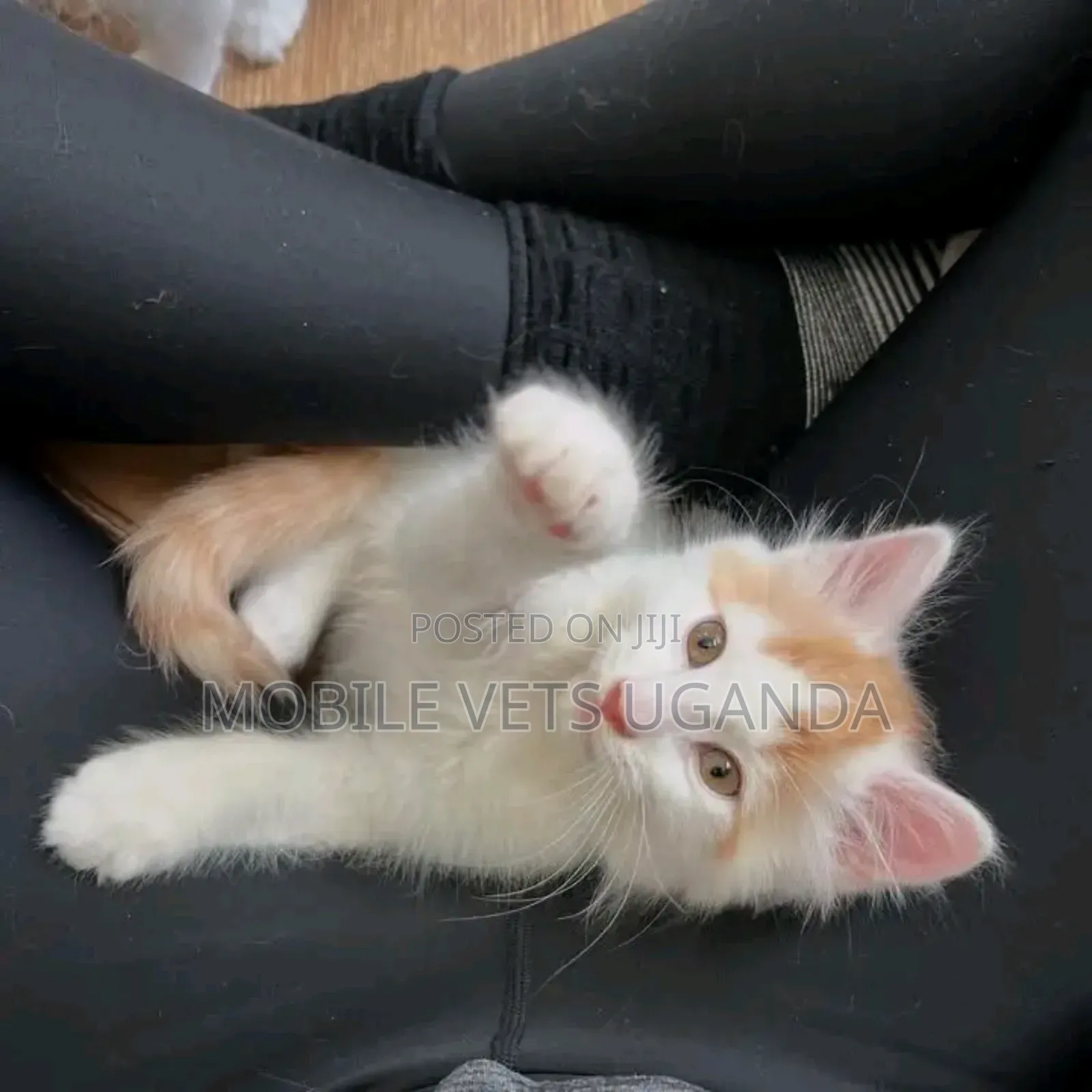 1-3 months Female Purebred Norwegian Forest