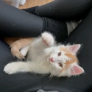 1-3 months Female Purebred Norwegian Forest