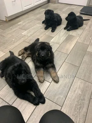 3-6 months Male Purebred German Shepherd