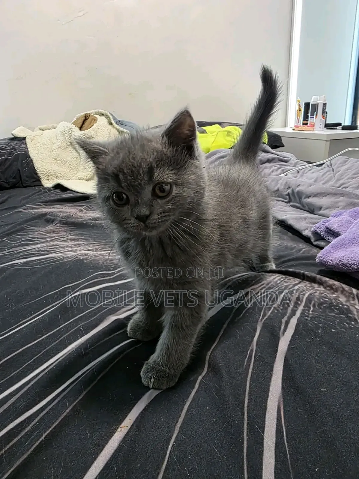 1-3 months Female Purebred Javanese