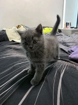 1-3 months Female Purebred Javanese