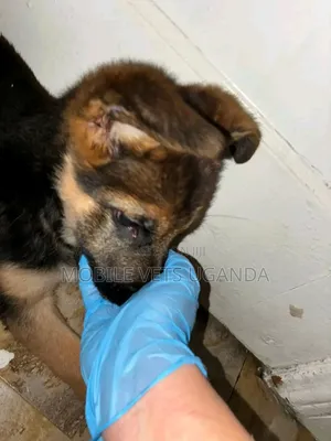 1-3 months Male Purebred German Shepherd