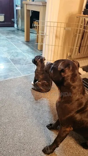 1-3 months Male Purebred Boerboel