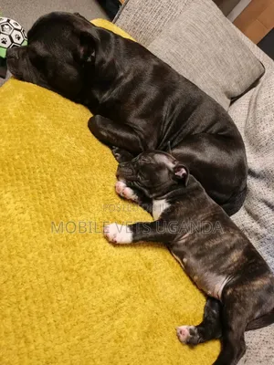 1-3 months Female Purebred Boerboel