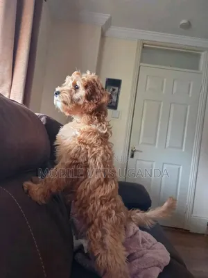 3-6 months Female Purebred Maltese