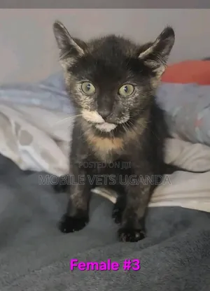 1-3 months Female Purebred American Bobtail