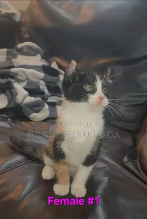 1-3 months Female Purebred Birman