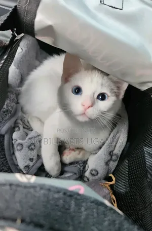 1-3 months Female Purebred Tonkinese