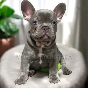 1-3 months Female Purebred French Bulldog