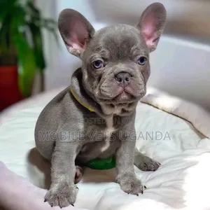 0-1 month Male Purebred French Bulldog