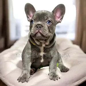 1-3 months Female Purebred French Bulldog