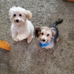 1-3 months Male Purebred Maltese