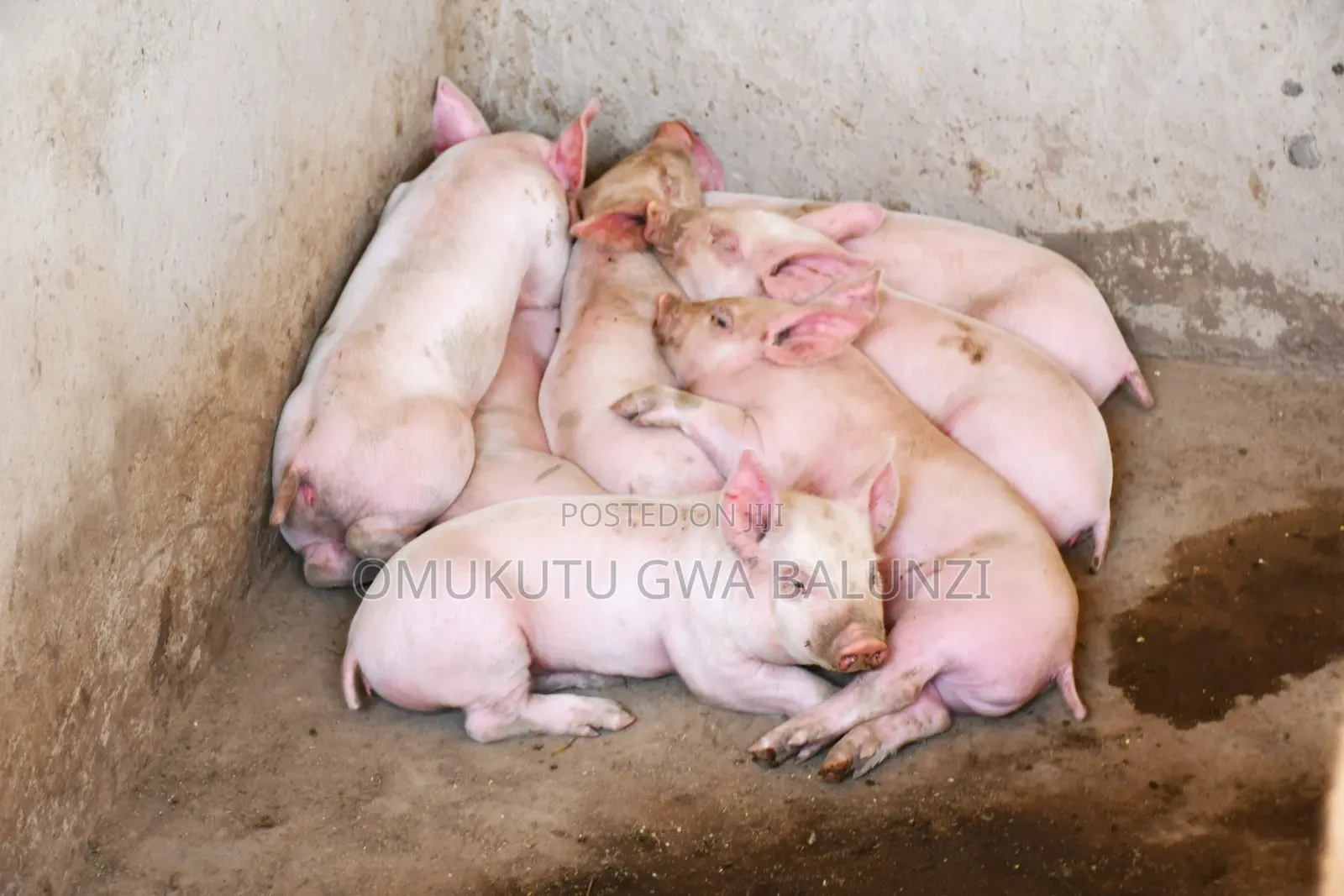 Piglets Exotic Breeds