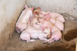 Piglets Exotic Breeds