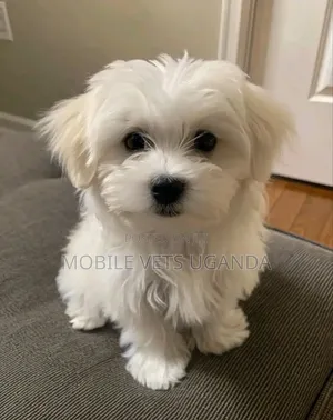 3-6 months Male Purebred Maltese