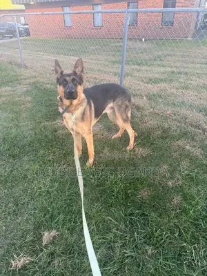 3-6 months Female Purebred German Shepherd