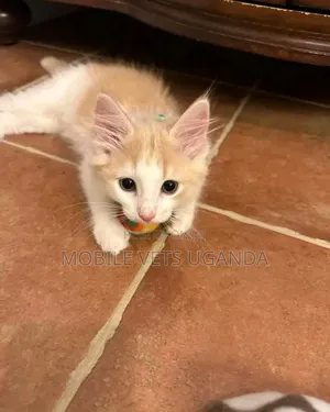 1-3 months Male Purebred British Shorthair