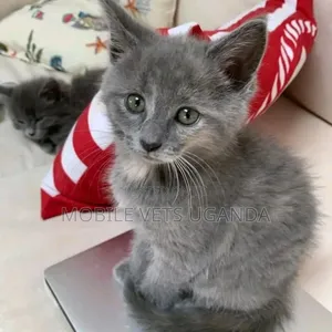 0-1 month Female Purebred Sphynx