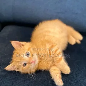 1-3 months Male Purebred British Shorthair