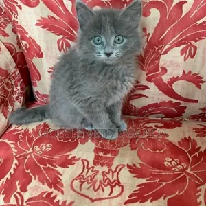 3-6 months Female Purebred Somali