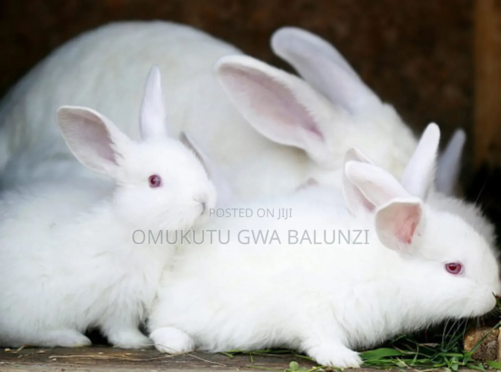 Rabbits Exotic Breeds