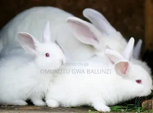 Rabbits Exotic Breeds