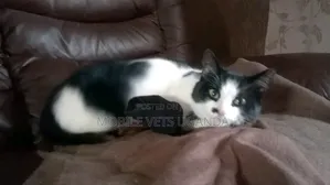 3-6 months Female Purebred American Shorthair
