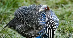 Vulturine Guniea Fowls