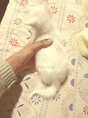 3-6 months Male Purebred Bombay