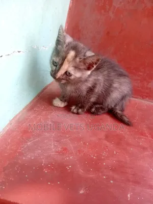 1-3 months Female Purebred Tonkinese