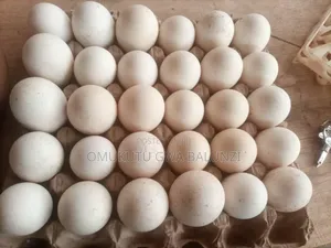 Turkey Eggs
