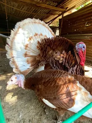 Bourbon Turkey