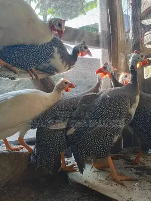 White Guniea Fowls