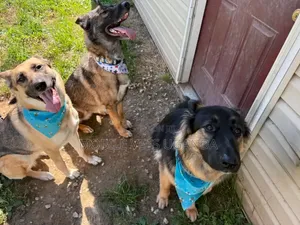 6-12 months Male Purebred German Shepherd