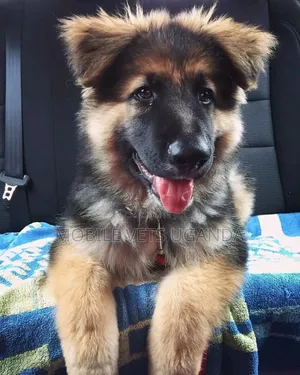 1-3 months Female Purebred German Shepherd