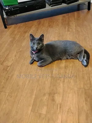 3-6 months Male Purebred Singapura