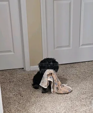 1-3 months Female Purebred Maltese