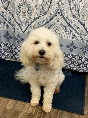 3-6 months Female Purebred Maltese