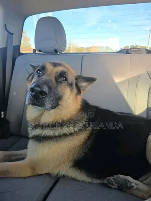 6-12 months Male Purebred German Shepherd