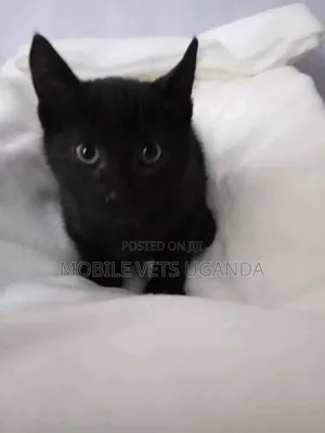 1-3 months Male Purebred Bombay