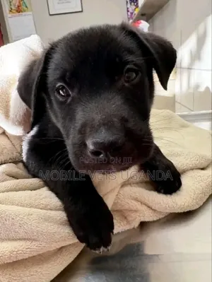 0-1 month Male Purebred Boerboel